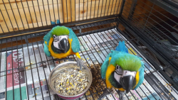 Entzückende männliche und weibliche Ara-Papageien
