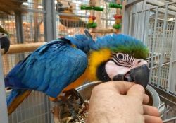 Friendly blue and yellow macaw parrot