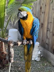 Blue Macaw 10 yrs old