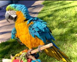 Macaw blue and gold