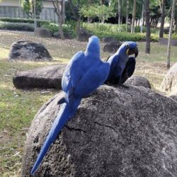 macaw bird available for sale