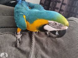 Blue and gold macaw for sale