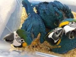 Babies Blue & Gold Macaw parrots