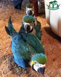 Tamed Blue & Gold Macaw parrots