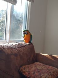 Catalina Macaw for sale
