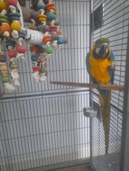 Unified Blue & Gold macaws Ready