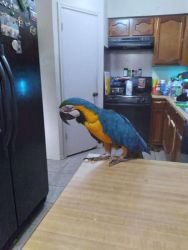 Chichi Macaw Parrots Ready