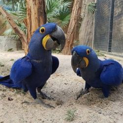 DNA blue macaw parrors