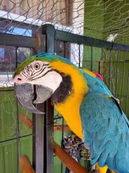 Adorable Macaw Parrot