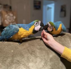 Tame, young, talking Blue and Gold Macaws