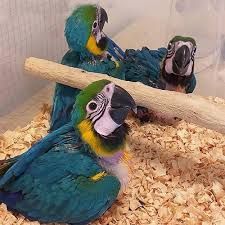 Steady Blue & Gold Macaws