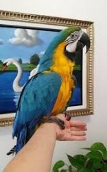 Adorable Blue & Gold Macaws