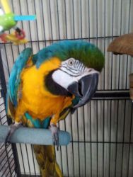 Happy Blue & Gold macaws ready