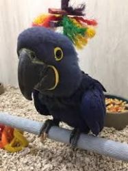 Obedient Hyacinth Macaws now