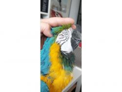 Perfect Blue & Gold Macaw