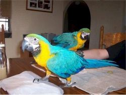 blue and gold macaws parrots for sale