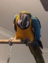 Blue and Gold Macaws for sale