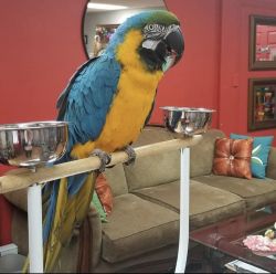 Blue and Gold  Macaw parrots
