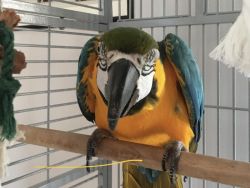 3 Months Blue & Gold Macaws