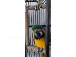 Happy Blue & Gold Macaws