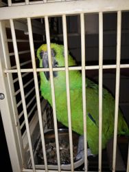 Green Macaw name Cocoa