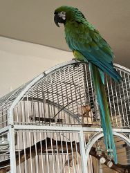 Macaw/female