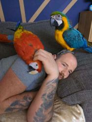 Cute and adorable Macaw parrots for sweat homes homes