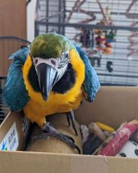 Cute macaw parrots for rehoming