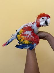 Baby scarlet Macaw