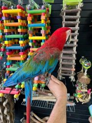 Beautiful macaw parrots for rehoming