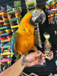 Beautiful Catalina macaw parrots for rehoming