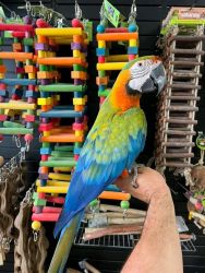 Catalina macaw parrots for rehoming