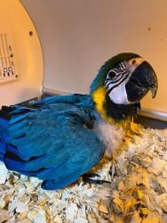Blue & Gold Macaw Baby