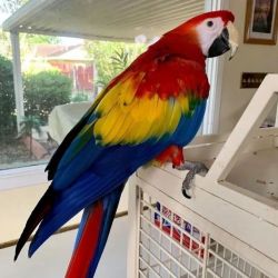 Exotic Macaw parrots for sale