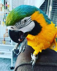 3-Year-Old Macaw Parrot -A Loving Companion