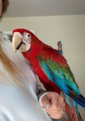 Green Wing Macaw Parrots