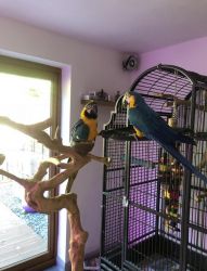 Blue and Gold Macaw Parrots for sale.