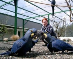 Hyacinth Macaw parrots