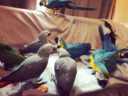 Well tamed parrots for sale