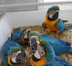 Beautiful Blue and Gold Macaw parrots