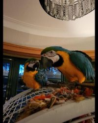 Blue and Gold Macaws-Bonded Pair