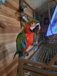 9 month old macaw