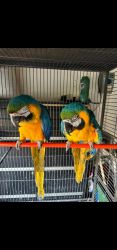 Parrots bird