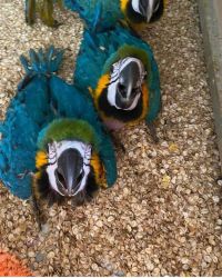 Blue and golden macaw parrots available