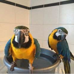 Talking Blue and Gold Macaw parrots for sale