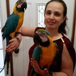 Blue and Gold macaw parrots availble now.
