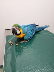 Gold and blue macaw