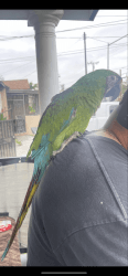 Military Macaw 18 months