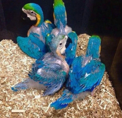 Macaws chicks for sale