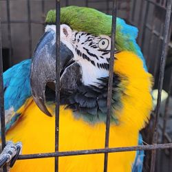 Fully DNA Tested Scarllet Macaw Blue & Gold Parrots For Sale